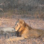 Leoni in accoppiamento al Kruger