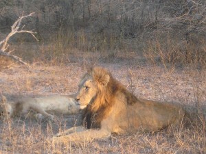 Leoni in accoppiamento al Kruger