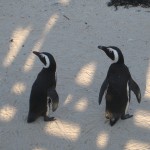 Pinguini africani