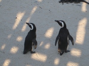 Pinguini africani
